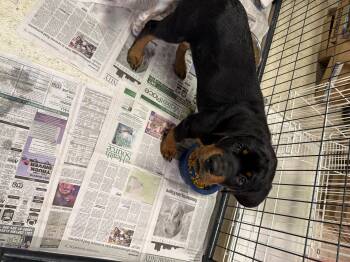 Riley -  Rottweiler Dog for Adoption in Fayetteville, West Virginia - Riley | PetCurious