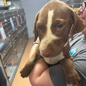 Mysterio -  Mixed Breed Dog for Adoption in Columbus, Georgia - Mysterio | PetCurious