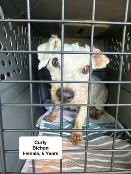 Curly -  Bichon Frise Dog for Adoption in Blue Springs, Missouri - Curly | PetCurious