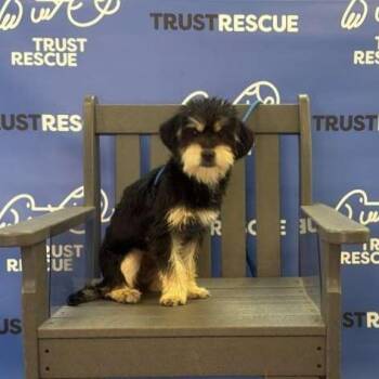 Terrier Dogs Available for Adoption - TUPPENCE | PetCurious