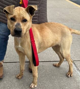 Rescue Labrador Retriever Dogs for Adoption in Washington, District Of Columbia - Peep | PetCurious