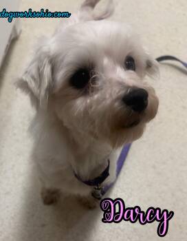 Darcy -  Maltese Dog for Adoption in Toledo, Ohio - Darcy | PetCurious