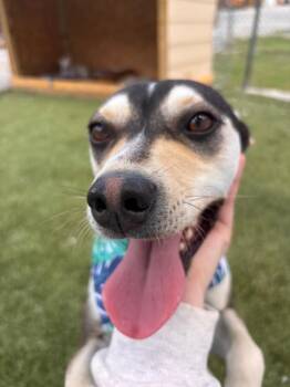 Jack Russell Terrier Dogs Available for Adoption in Morgantown, Kentucky - Louie | PetCurious