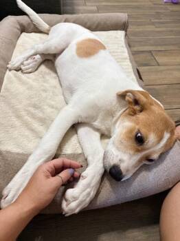 Bandit aka Felix -  Labrador Retriever and Mixed Breed Dog for Adoption in Anthem, Arizona - Bandit Aka Felix | PetCurious