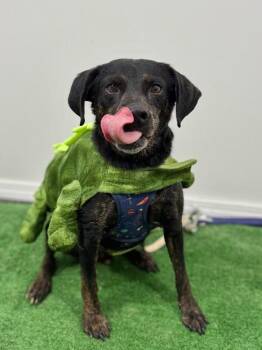 Mountain Dog and German Pinscher Dogs Available for Adoption - Sarge | PetCurious