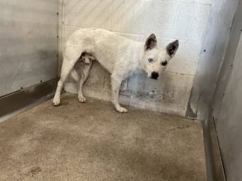 Rescue Australian Cattle Dog Blue Heeler and Mixed Breed Dogs for Adoption in San Bernardino, California - WASABI | PetCurious
