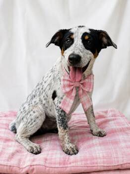 JACK A BEA, JACK A BEA -  Jack Russell Terrier and Beagle Dog for Adoption in Mount Laurel Township, New Jersey - JACK A BEA, JACK A BEA | PetCurious