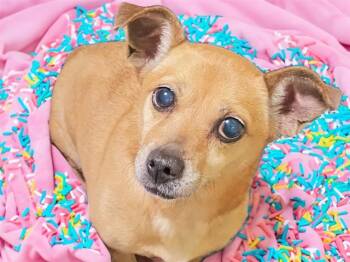 Chihuahua Dogs Available for Adoption in Fort Lauderdale, Florida - DONUT | PetCurious