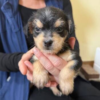 Border Terrier Dogs Available for Adoption - Koi | PetCurious