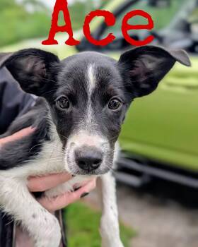 Ace -  Jack Russell Terrier Dog for Adoption in Cowlesville, New York - Ace | PetCurious