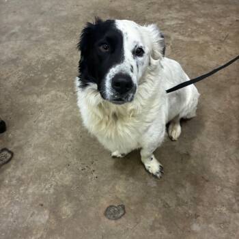 Mixed Breed Dogs Available for Adoption - Patches | PetCurious