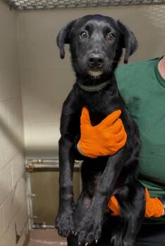 Labrador Retriever Dogs Available for Adoption - Boogie | PetCurious
