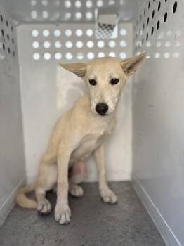 Poo Bear -  Shepherd and Siberian Husky Dog for Adoption in Victorville, California - Poo Bear | PetCurious