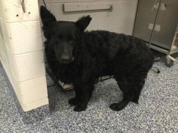 German Shepherd Dog and Mixed Breed Dogs Available for Adoption in Thousand Palms, California - ANUBIS | PetCurious