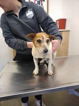 Rosalie -  Jack Russell Terrier Dog for Adoption in Hopkinton, Massachusetts - Rosalie | PetCurious
