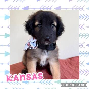 Kansas -  Shepherd and Labrador Retriever Dog for Adoption in Ringwood, New Jersey - Kansas | PetCurious