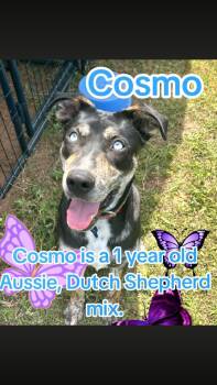 Australian Shepherd and Shepherd Dogs Available for Adoption - Cosmo | PetCurious