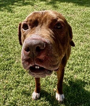 Boxer and Mastiff Dogs Available for Adoption in Houston, Texas - Lucious Fka Shuppo | PetCurious