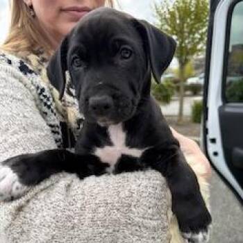 Pit Bull Terrier Dogs Available for Adoption in Bellingham, Washington - Luna | PetCurious