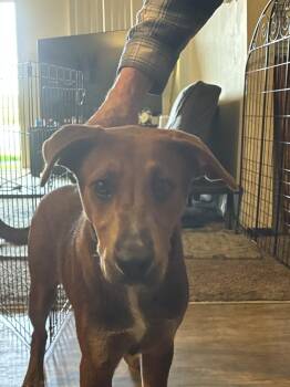 Shepherd and Mixed Breed Dogs Available for Adoption in Colorado Springs, Colorado - Riley | PetCurious