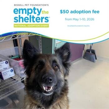 Belgian Shepherd Tervuren and Mixed Breed Dogs Available for Adoption in Santa Cruz, California - LOLA | PetCurious
