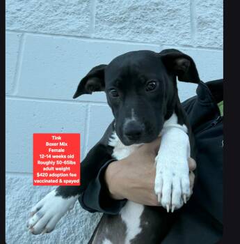 Tink -  Boxer and Staffordshire Bull Terrier Dog for Adoption in Oviedo, Florida - Tink | PetCurious