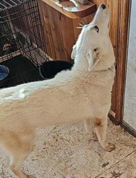 Husky Dogs Available for Adoption in Hamilton, Montana - Winter | PetCurious