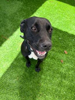 Eve available 10/30/26 -  Labrador Retriever Dog for Adoption in Elmsford, New York - Eve Available 10/30/26 | PetCurious