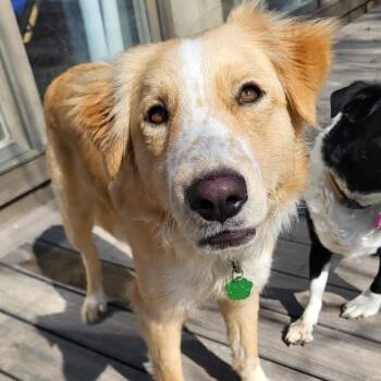 Shepherd and Australian Shepherd Dogs Available for Adoption in Parkersburg, West Virginia - Charlie(Fluffy) | PetCurious