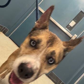 Pastina -  Mixed Breed Dog for Adoption in Philadelphia, Pennsylvania - Pastina | PetCurious