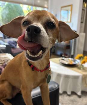 Booberry -  Chihuahua Dog for Adoption - Booberry | PetCurious