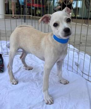 Falkor -  Chihuahua and Mixed Breed Dog for Adoption in New Orleans, Louisiana - Falkor | PetCurious