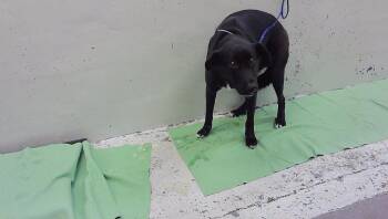 A2097127 -  Staffordshire Bull Terrier and Mixed Breed Dog for Adoption in Houston, Texas - A2097127 | PetCurious