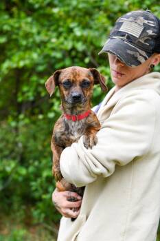 Mixed Breed Dogs Available for Adoption in Bonifay, Florida - Tobi Girl | PetCurious