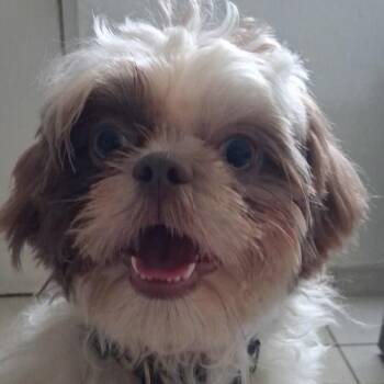 Olli -  Shih Tzu Dog for Adoption in West Miami, Florida - Olli | PetCurious