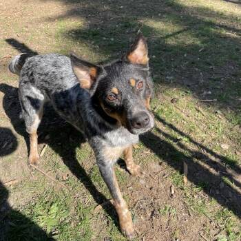 Australian Cattle Dog Blue Heeler Dogs Available for Adoption in Graham, Washington - TIMOTHY | PetCurious
