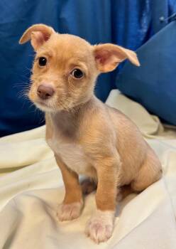 GRACE -  Chihuahua Dog Available for Adoption in Margate, Florida - GRACE | PetCurious