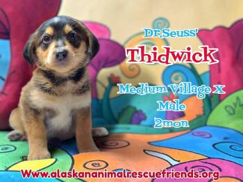 Dr. Suess Litter - Thidwick -  Husky and Corgi Dog for Adoption in Anchorage, Alaska - Dr. Suess Litter - Thidwick | PetCurious