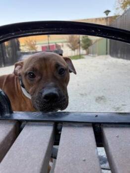 Rescue Pit Bull Terrier Dogs for Adoption in Philadelphia, Pennsylvania - Barack Obama | PetCurious