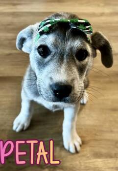 Shepherd and Husky Dogs Available for Adoption - Petal | PetCurious
