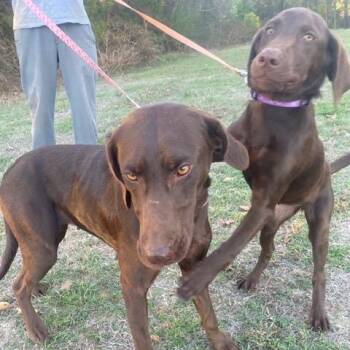 BIRDIE & STEVIE -  Chocolate Labrador Retriever Dog for Adoption in Chicopee, Massachusetts - BIRDIE & STEVIE | PetCurious