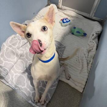 Buzz -  Catahoula Leopard Dog and Jack Russell Terrier Dog for Adoption in Tampa, Florida - Buzz | PetCurious