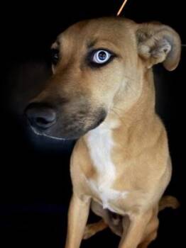 61313242 -  Shepherd and Mixed Breed Dog for Adoption in El Paso, Texas - 61313242 | PetCurious