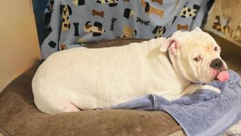 Rescue English Bulldog Dogs for Adoption - Big Boy | PetCurious