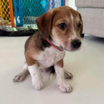 Sampson -  Beagle and Dachshund Dog for Adoption in Overland Park, Kansas - Sampson | PetCurious
