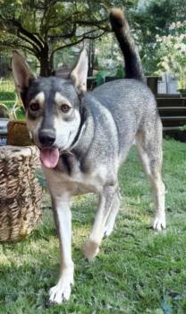 Nipsy -  Husky Dog for Adoption in Sumter, South Carolina - Nipsy | PetCurious