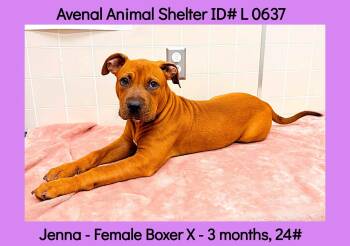 Jenna -  Boxer Dog for Adoption in Avenal, California - Jenna | PetCurious