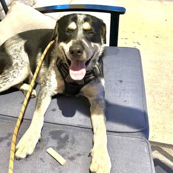 Mixed Breed Dogs Available for Adoption in Houston, Texas - Ringo | PetCurious