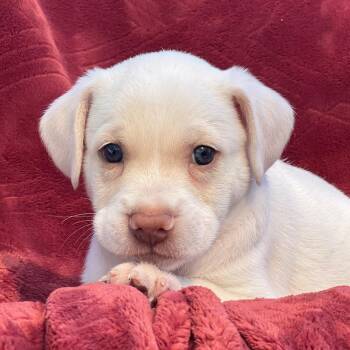 Phoenix Pup - Pima -  Rat Terrier and Beagle Dog for Adoption in San Diego, California - Phoenix Pup - Pima | PetCurious