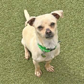 Mixed Breed Dogs Available for Adoption in Hailey, Idaho - Haymitch | PetCurious